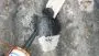 Bitu-Dicht 310 ml schwarz
